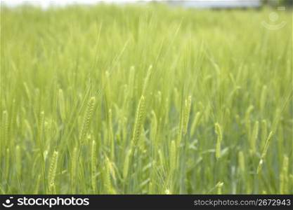 Close up of wheat in a wheat field