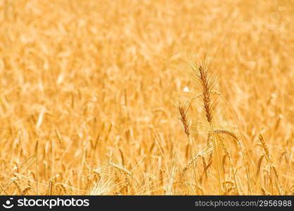 Close up of wheat on bright summer day