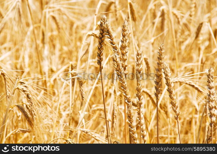 Close up of wheat on bright summer day