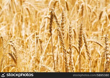 Close up of wheat on bright summer day