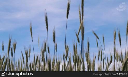 Close up of wheat plant. Agriculture and nature concept, copy space.. Close up of wheat plant.