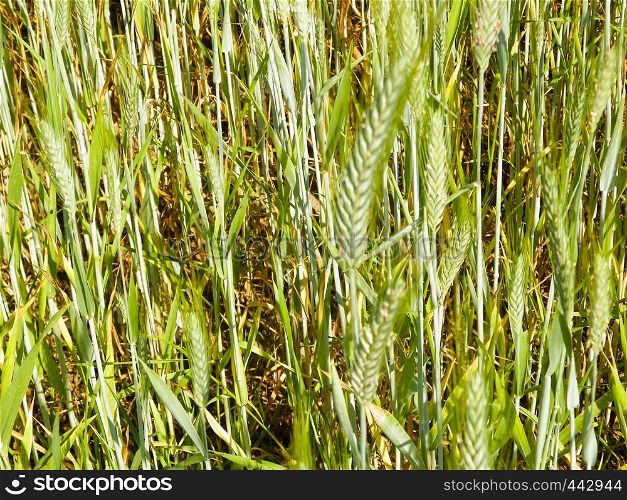 Close up of wheat plant as nature background. Nature concept.. Close up of wheat plant as nature background.
