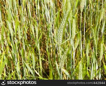 Close up of wheat plant as nature background. Nature concept.. Close up of wheat plant as nature background.