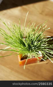 Close-up of wheatgrass