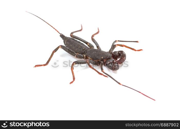 Close up of whip scorpion or vinegarroon (Mastigoproctus giganteus) on white background