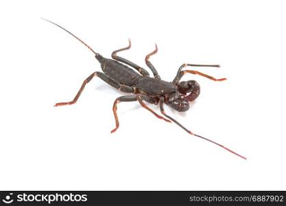 Close up of whip scorpion or vinegarroon (Mastigoproctus giganteus) on white background