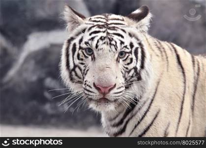 close up of white bengal tiger face