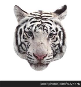 close up of white bengal tiger face isolated