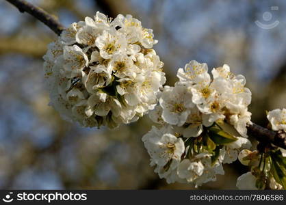 Close up of white cherry blossom in spring