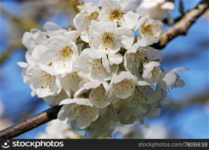 Close up of white cherry blossom in spring