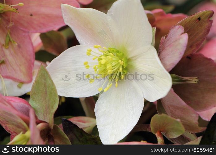 Close-up of white Christmas rose in a garden. White Christmas rose in a garden