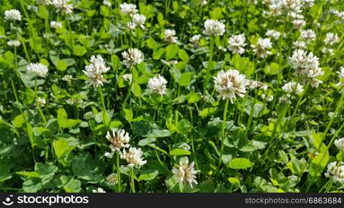 Close up of white clover in a summer meadow