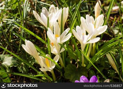 Close up of white crocus in flower garden in bloom during spring weather with beautiful sunlight.. White crosus on grass