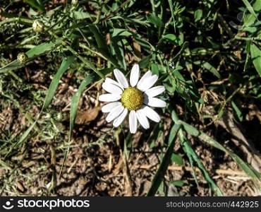 Close up of white daisy flower on meadow. Summer nature concept, floral background.. Close up of white daisy flower on meadow.