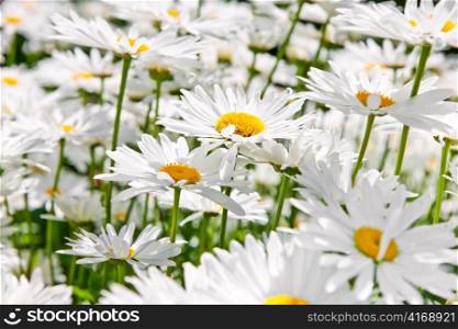 Close up of white daisy flowers blooming in garden