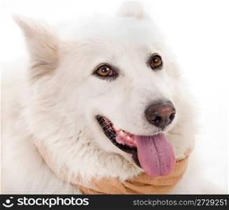 Close up of white dog in front of white background and facing Side way