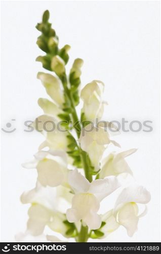 Close Up of White Flower