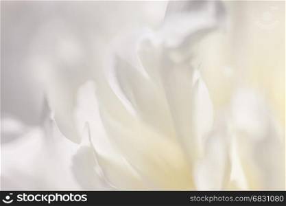 Close up of white flower petal, teal, soft dreamy image. The close up of white flower petal, shades of white, teal, soft dreamy image