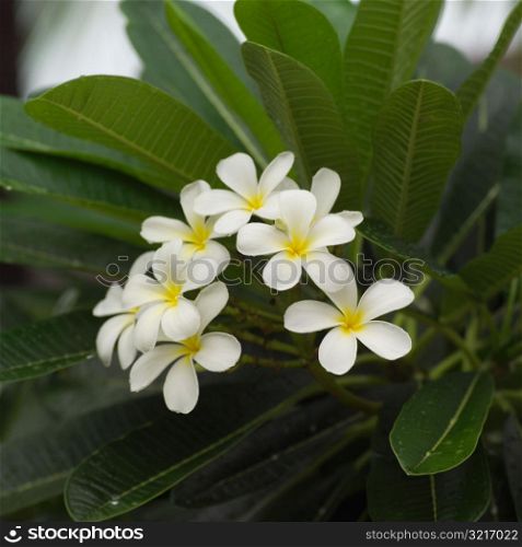 Close Up of White Flowers at Moorea in Tahiti