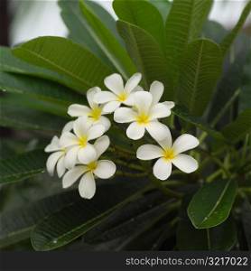 Close Up of White Flowers at Moorea in Tahiti