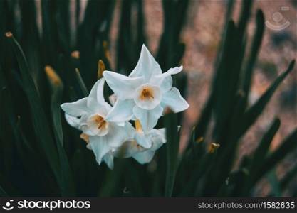 close-up of white flowers of narcissus dubius in nature