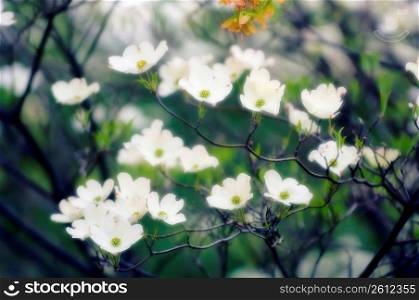 Close up of white flowers on tree