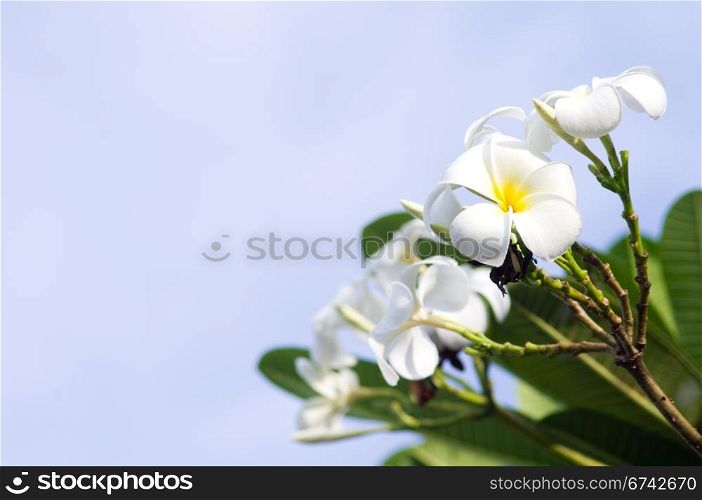 close up of white frangipani under soft light.