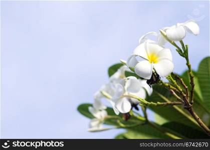 close up of white frangipani under soft light.