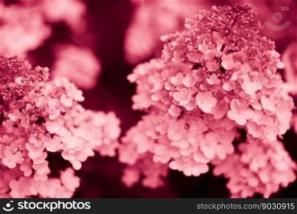 close up of white hydrangea flowers as background Trendy color of year 2023 - Viva Magenta.. white hydrangea flowers