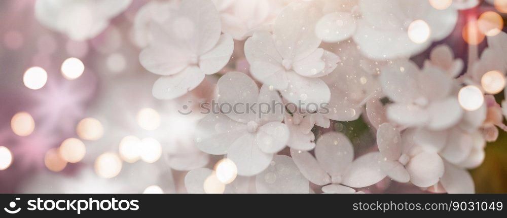 close up of white hydrangea flowers as background. white hydrangea flowers