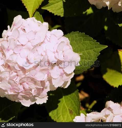Close-up of white Hydrangea, Napa Valley, California, USA