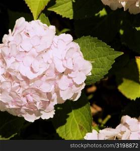 Close-up of white Hydrangea, Napa Valley, California, USA