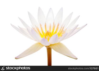 close up of white Lotus isolated on white background with clipping path