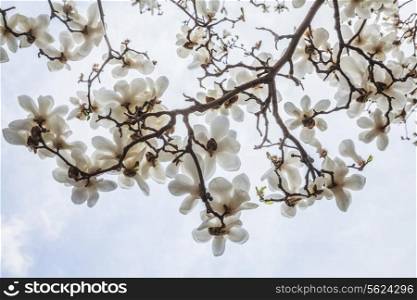 Close-up of white Magnolia tree blossoms.