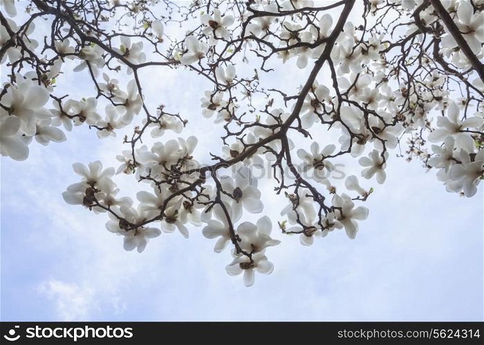 Close-up of white Magnolia tree blossoms.