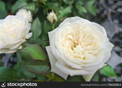 Close up of white rose in the garden. Close up of white rose