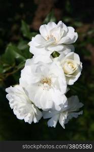 Close up of white rose in village garden