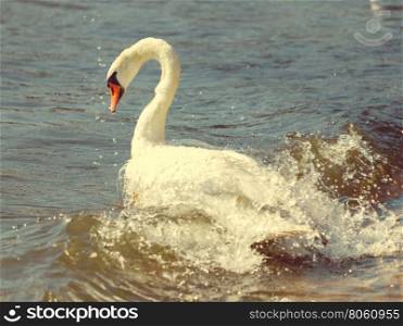 Close up of white swan.. Wildlife and sealife concept. Beautiful white adult swan on sea ocean lake. Wild bird animal swimming on water in sunny day.