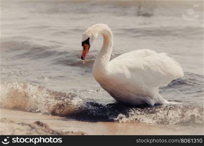 Close up of white swan.. Wildlife and sealife concept. Beautiful white adult swan on sea ocean lake. Wild bird animal swimming on water in sunny day.