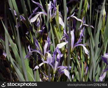 Close up of wild blue Iris