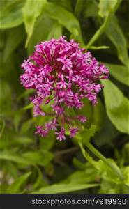 Close up of wild flower Centranthus ruber, red valerian, naturalised in UK, taken in month of May.