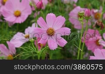 close up of wild flower in summer.