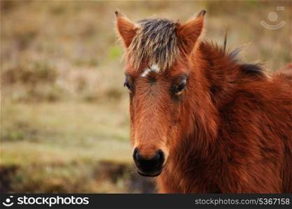 Close up of wild New Forest pony in Winter