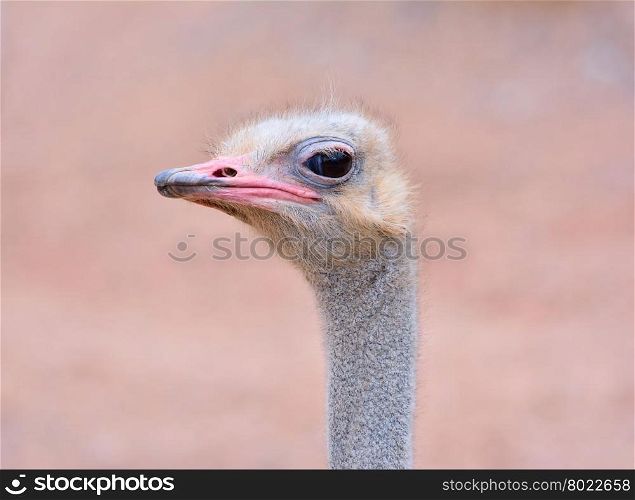 Close-up of wild ostrich&rsquo;s head with eyes closed. Unfocused background