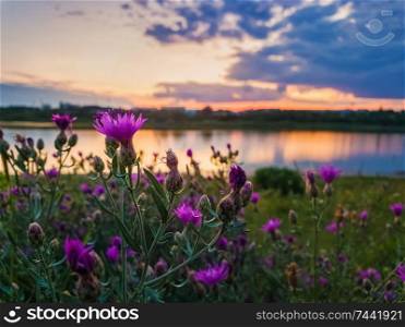 Close up of wild, purple shrub flowers blooming in the meadow near lake over sunset background in a calm summer evening.