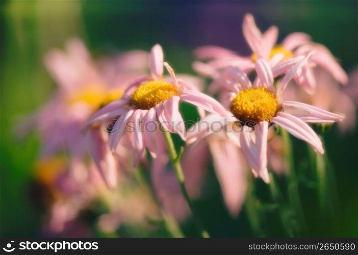 Close up of wilting daisies