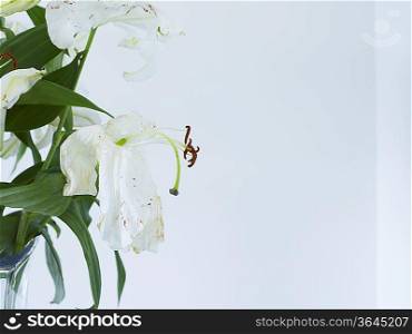 Close up of wilting white lilies in vase