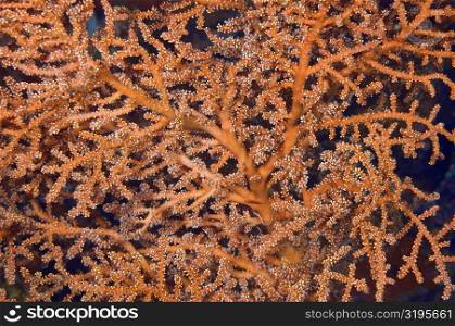 Close-up of Wire Coral underwater, Indonesia