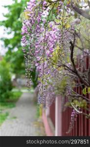 Close-up of wisteria flowers hanging on a fence in the street
