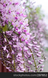 Close-up of wisteria flowers hanging on a fence in the street